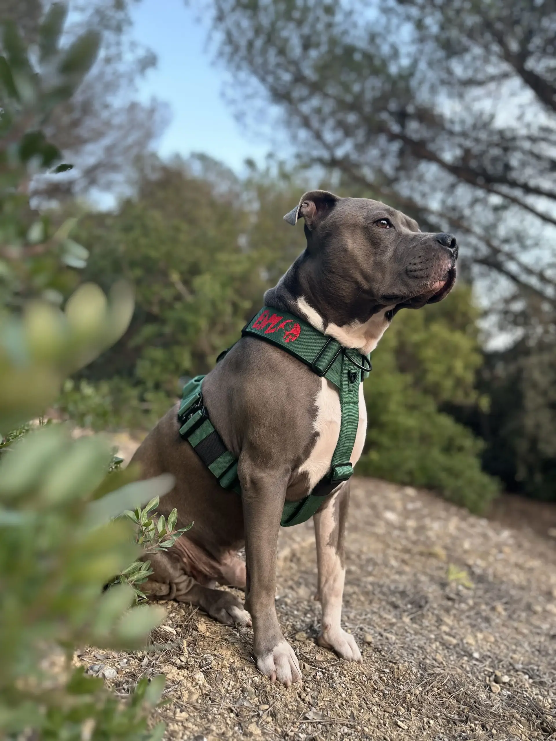 Perro llevando el arnés táctico Forest de DoggyCraft