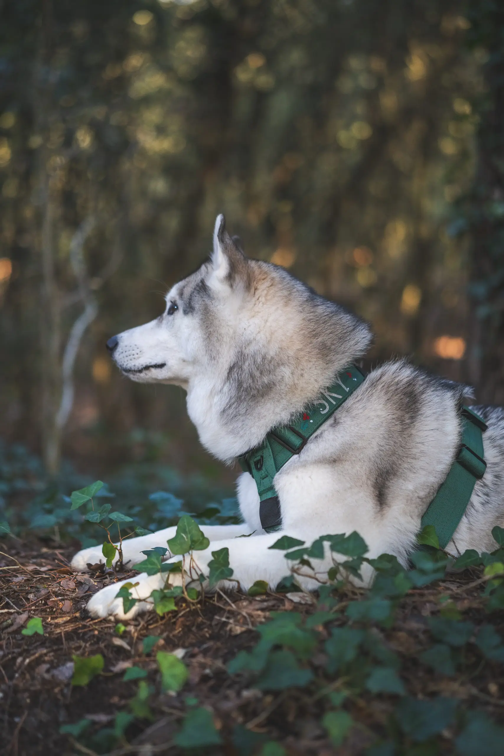 Perro llevando el arnés táctico Forest de DoggyCraft