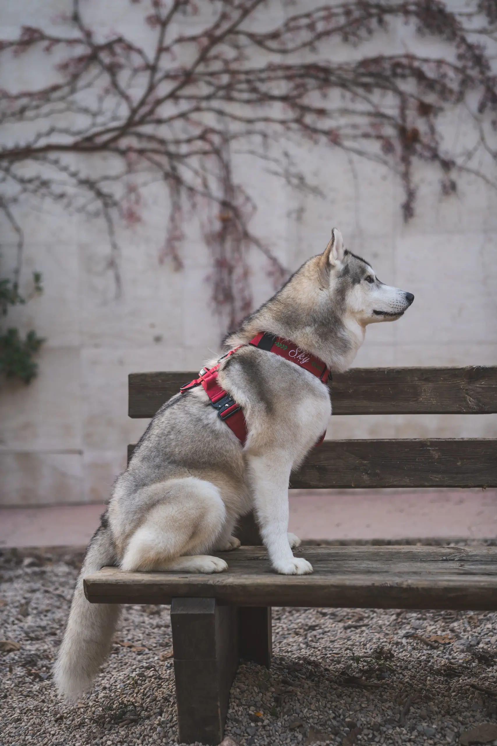 Perro llevando el arnés táctico Velvet de DoggyCraft