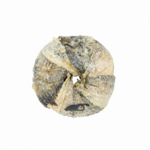 Detalle de donut de pescado, snack natural para perros de DoggyCraft