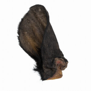Detalle de oreja de buey con pelo, snack natural para perros de DoggyCraft