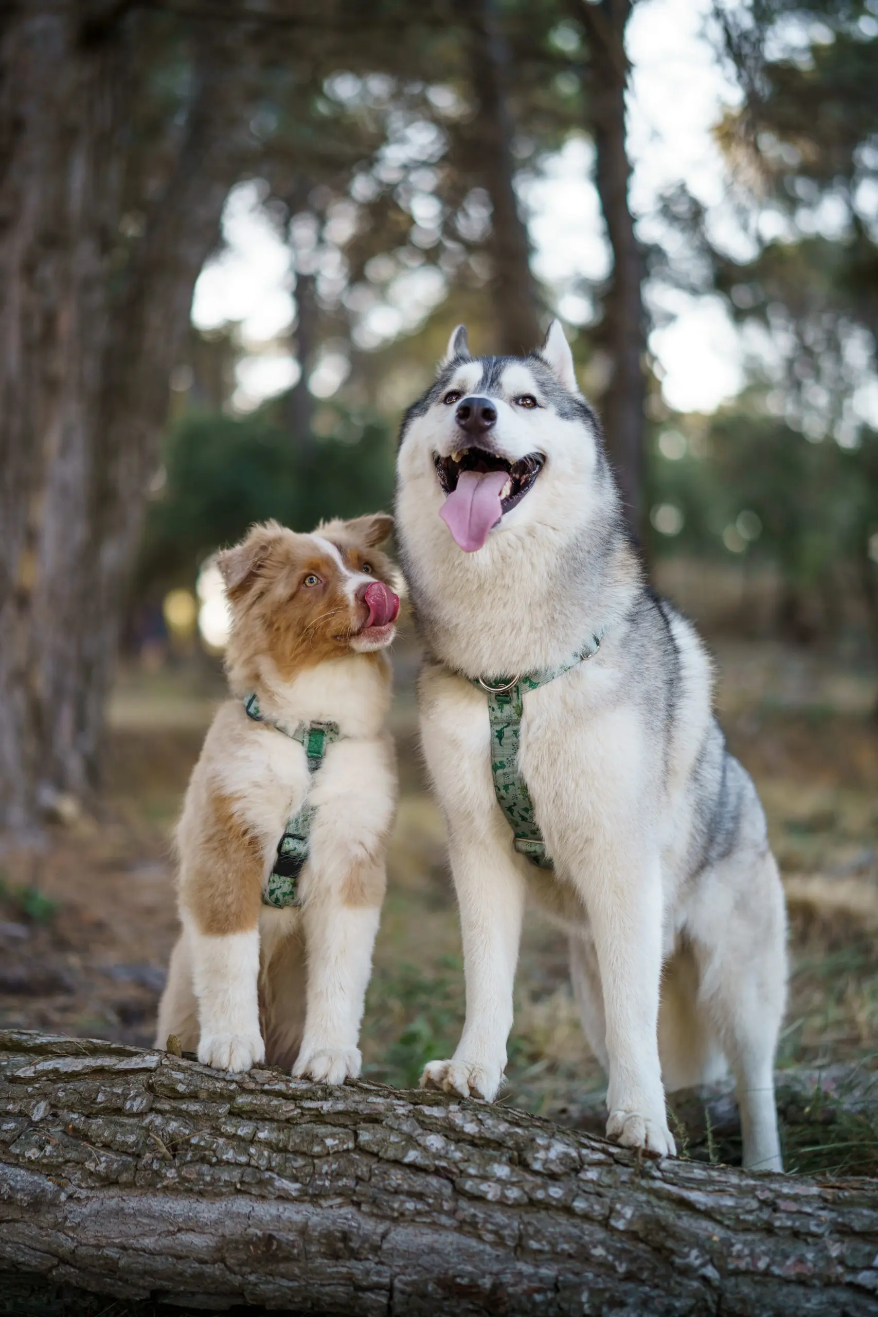 Perro pequeño llevando el arnés Jurassic Mini de DoggyCraft