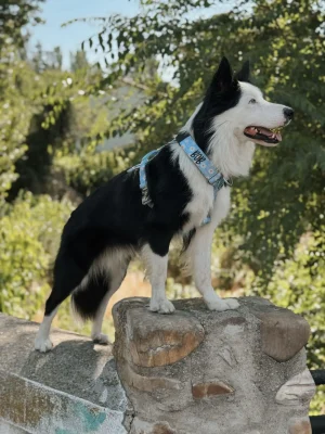 Perro llevando el arnés táctico Bloom de DoggyCraft