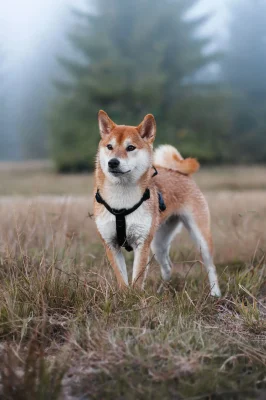 Perro llevando el arnés táctico Carbon de DoggyCraft