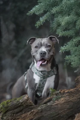 Perro llevando el arnés táctico Jurassic de DoggyCraft