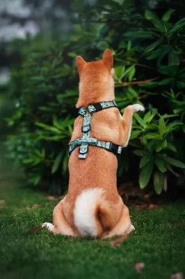 Perro llevando el arnés táctico Jurassic de DoggyCraft