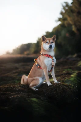 Perro llevando el arnés táctico Sunset de DoggyCraft