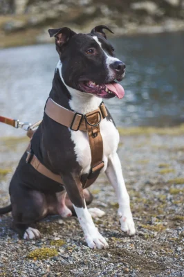 Perro llevando el arnés táctico Terra de DoggyCraft
