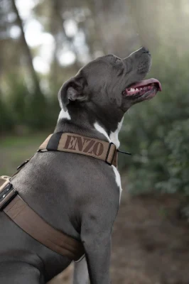 Perro llevando el arnés táctico Terra de DoggyCraft