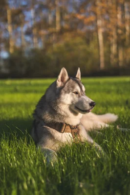 Perro llevando el arnés táctico Terra de DoggyCraft