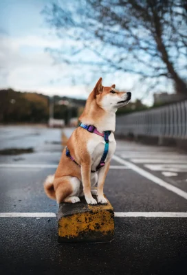 Perro llevando el arnés táctico Universe de DoggyCraft