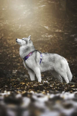 Perro llevando el arnés táctico Universe de DoggyCraft