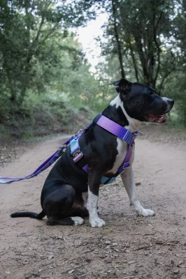 Perro llevando el arnés táctico Universe de DoggyCraft