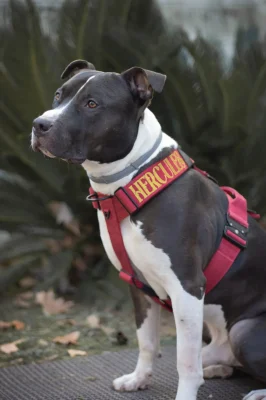 Perro llevando el arnés táctico Velvet de DoggyCraft