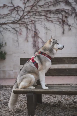 Perro llevando el arnés táctico Velvet de DoggyCraft
