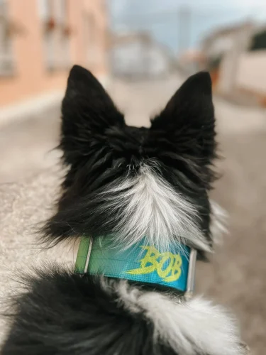 Perro llevando el collar táctico Savage de DoggyCraft